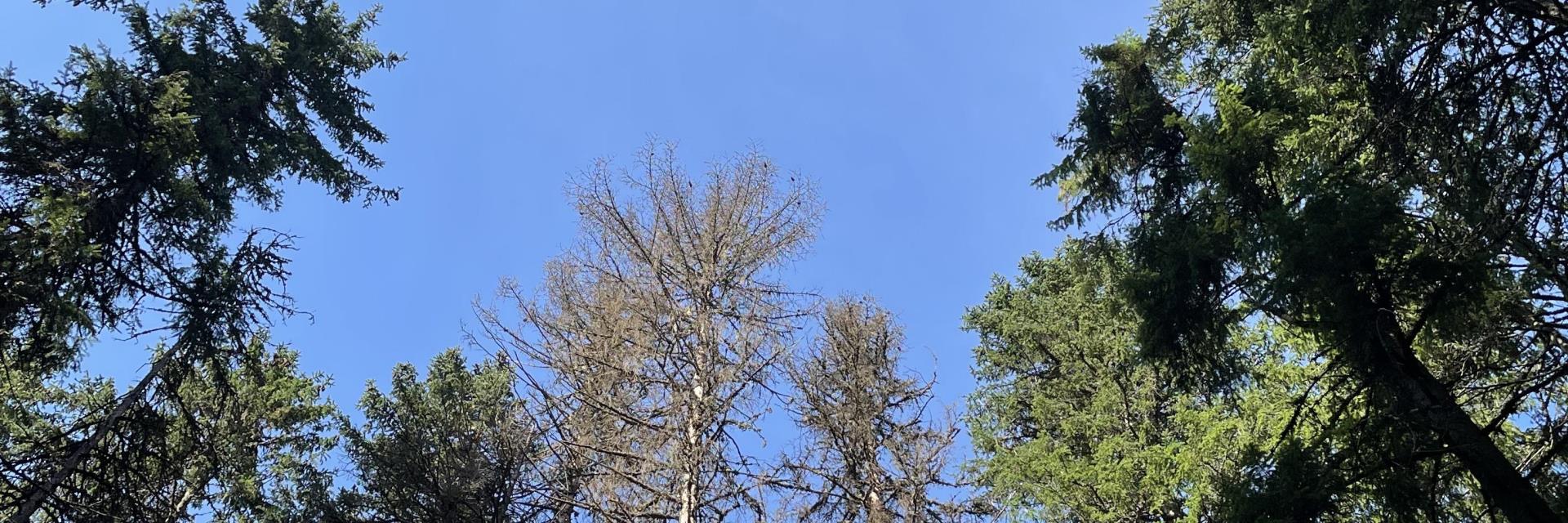 Skog