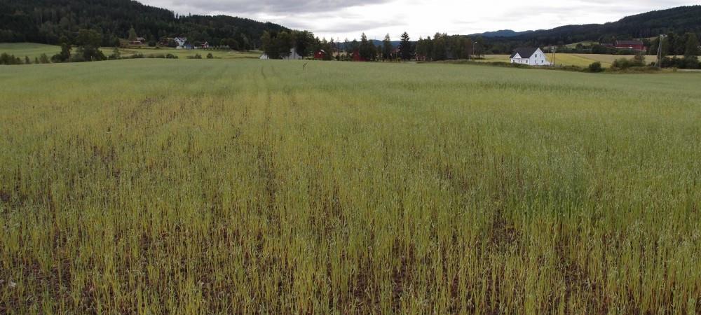 Kornåker - Klikk for stort bilde