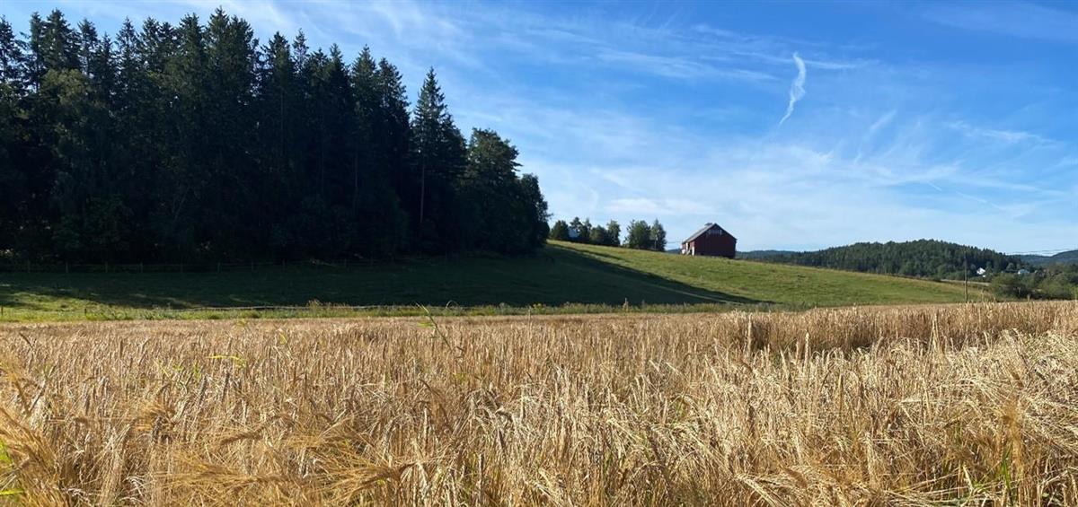Kornåker med bondegård i bakgrunn - Klikk for stort bilde