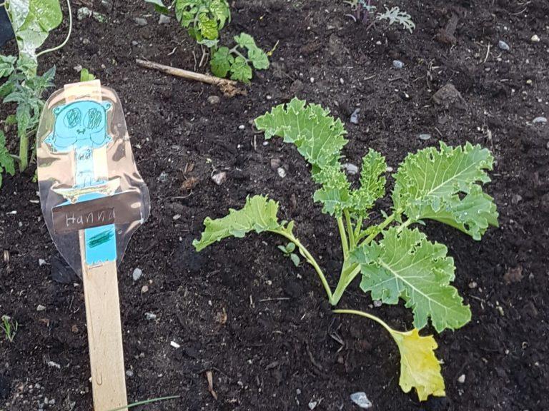Planter som spirer og gror i urban hage - Klikk for stort bilde